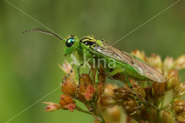 Groene Bladwesp (Rhogogaster viridis)