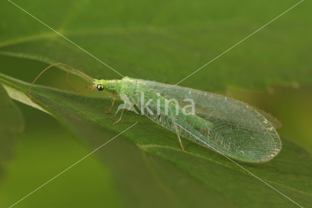 common green lacewing (Chrysoperla carnea)
