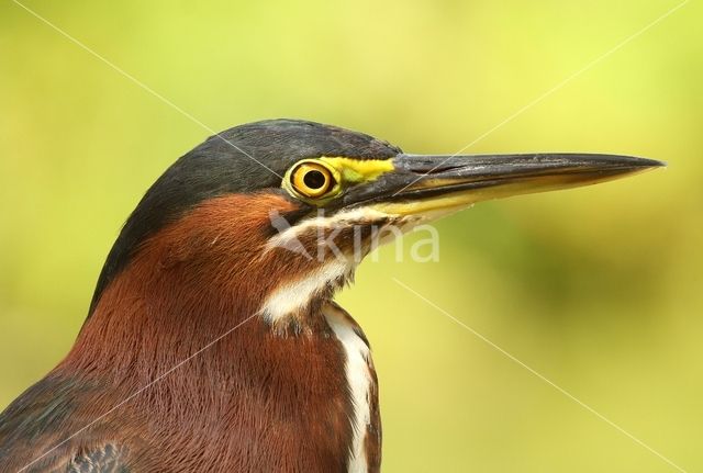 Groene Reiger