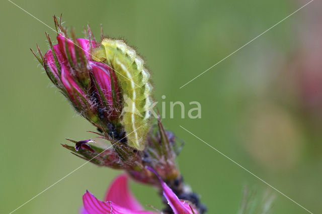 Groentje (Callophrys rubi)