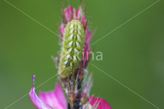 Groentje (Callophrys rubi)