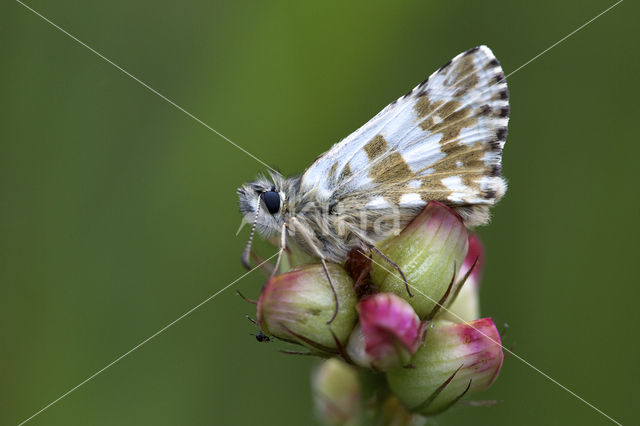 Large Grizzled Skipper (Pyrgus alveus)