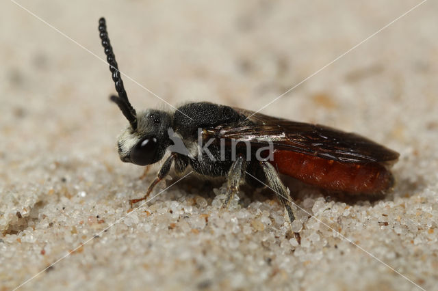 Grote Bloedbij (Sphecodes albilabris)