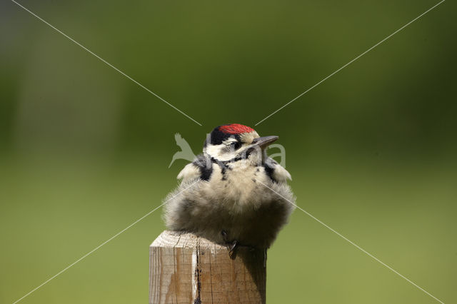 Great Spotted Woodpecker (Dendrocopos major)