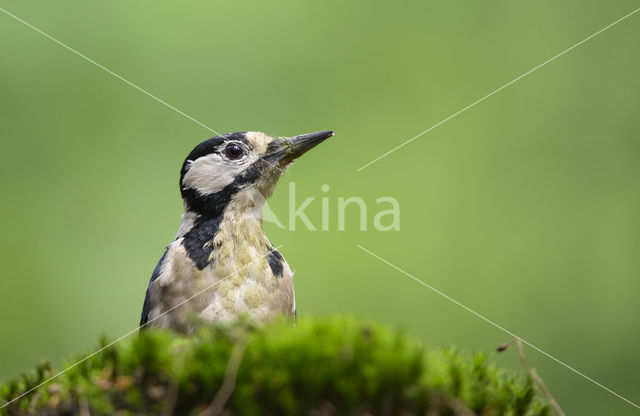 Grote Bonte Specht (Dendrocopos major)