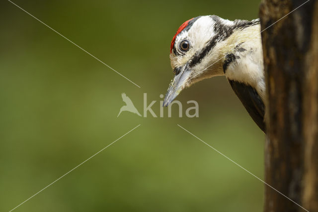 Grote Bonte Specht (Dendrocopos major)