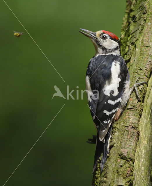 Great Spotted Woodpecker (Dendrocopos major)