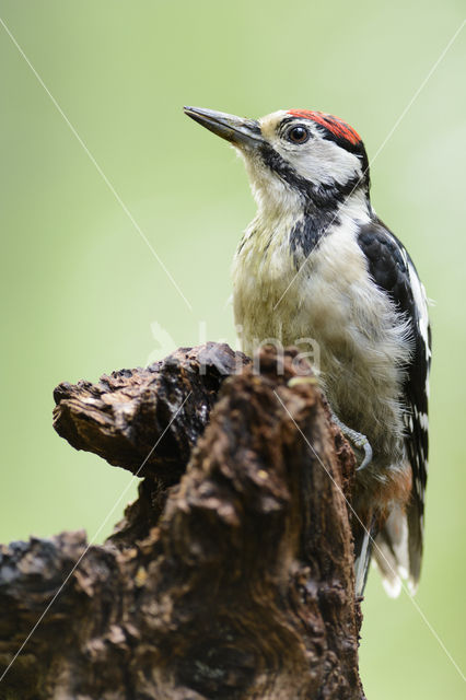 Great Spotted Woodpecker (Dendrocopos major)