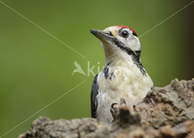 Great Spotted Woodpecker (Dendrocopos major)