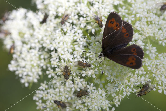 Grote erebia (Erebia euryale)