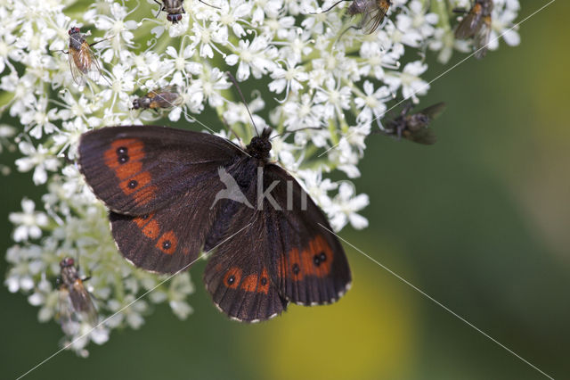 Grote erebia (Erebia euryale)