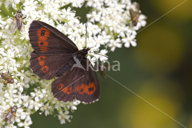 Grote erebia (Erebia euryale)