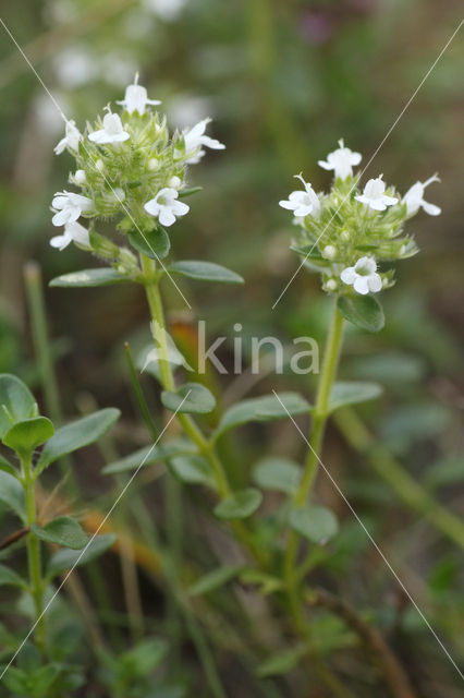 Grote tijm (Thymus pulegioides)