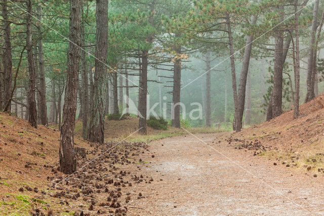 Grove den (Pinus sylvestris)