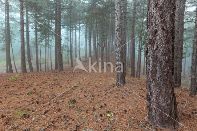 Grove den (Pinus sylvestris)