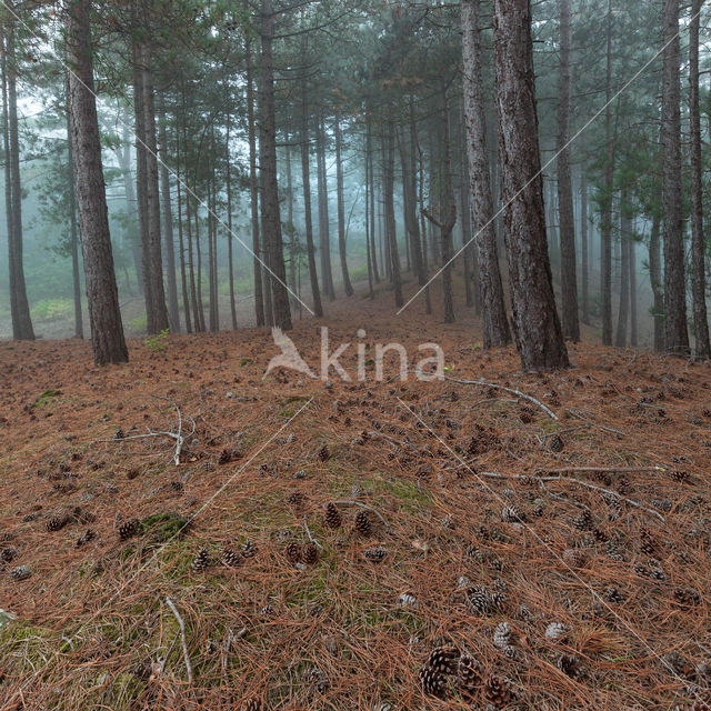 Grove den (Pinus sylvestris)