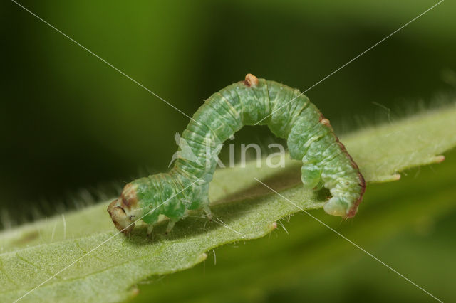 Brimstone Moth (Opisthograptis luteolata)