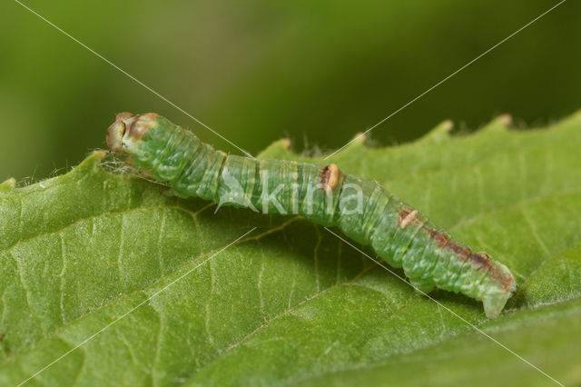 Hagedoornvlinder (Opisthograptis luteolata)