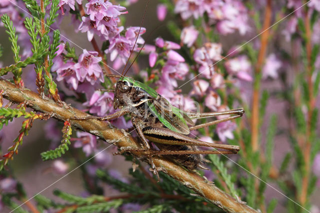 Bog Bush-cricket (Metrioptera brachyptera)