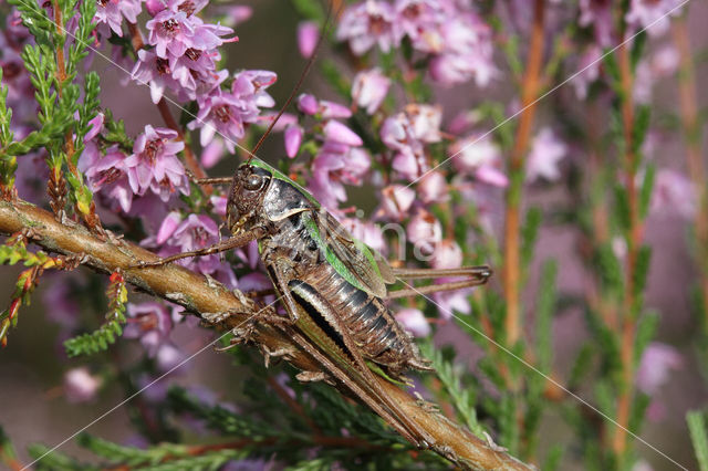 Bog Bush-cricket (Metrioptera brachyptera)