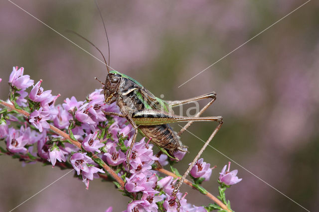 Heidesabelsprinkhaan (Metrioptera brachyptera)