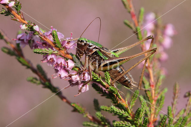 Bog Bush-cricket (Metrioptera brachyptera)