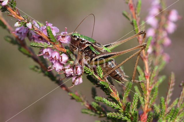 Bog Bush-cricket (Metrioptera brachyptera)