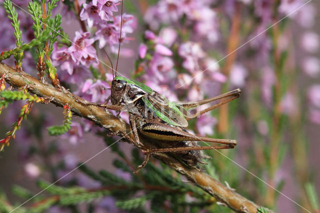 Heidesabelsprinkhaan (Metrioptera brachyptera)