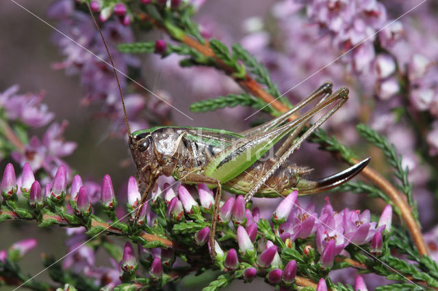 Heidesabelsprinkhaan (Metrioptera brachyptera)