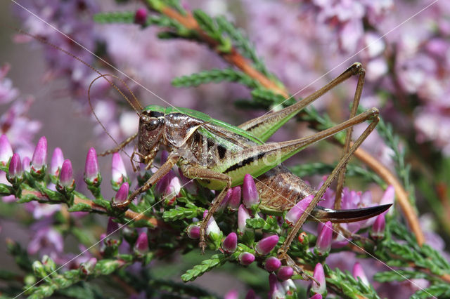 Heidesabelsprinkhaan (Metrioptera brachyptera)