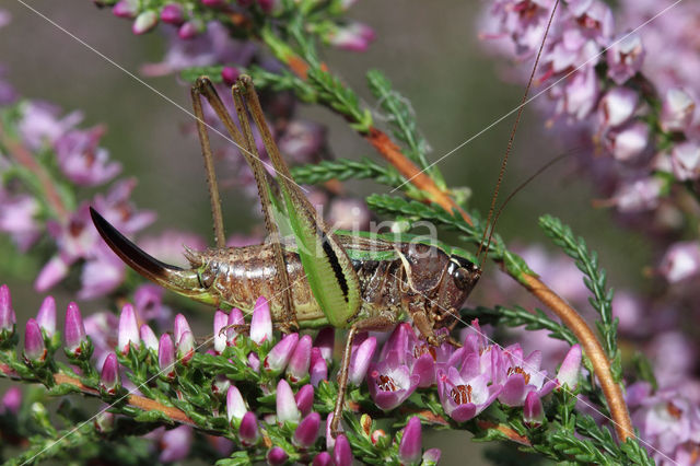 Heidesabelsprinkhaan (Metrioptera brachyptera)