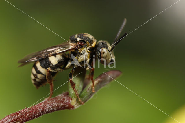 Heideviltbij (Epeolus cruciger)