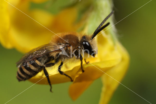 Colletes succinctus