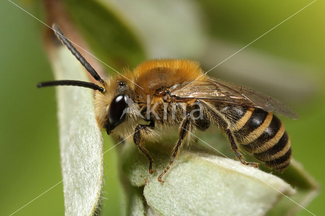 Colletes succinctus