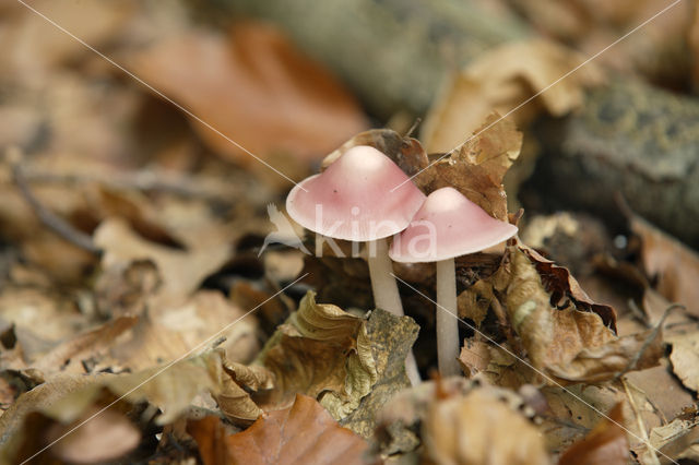 Rosy Bonnet (Mycena rosea)