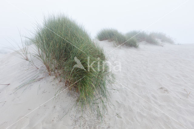 Marram (Ammophila arenaria)