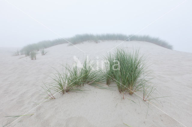 Marram (Ammophila arenaria)