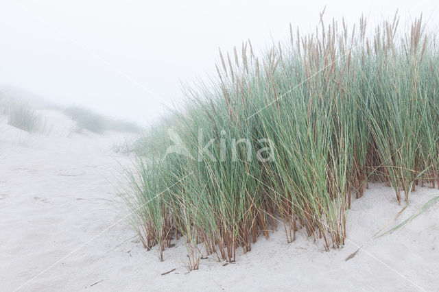 Marram (Ammophila arenaria)