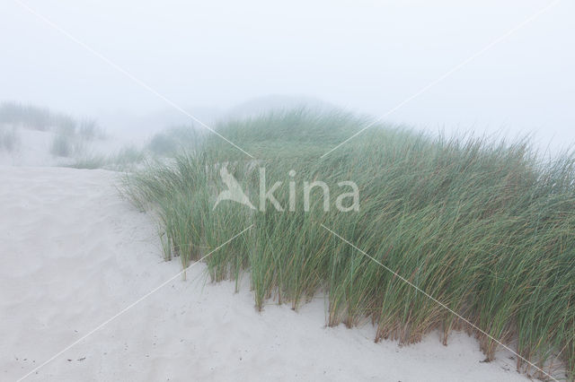 Marram (Ammophila arenaria)