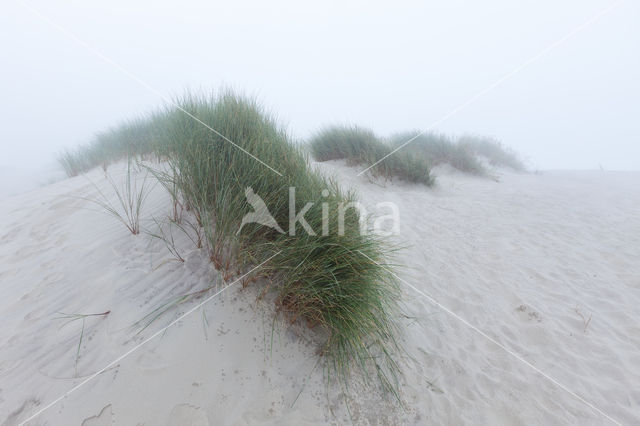 Marram (Ammophila arenaria)