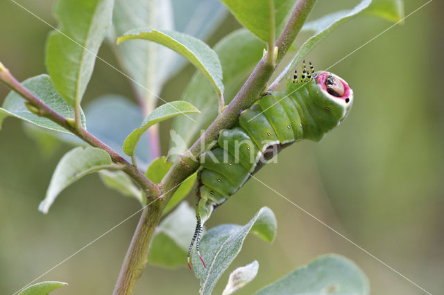 Hermelijnvlinder (Cerura vinula)