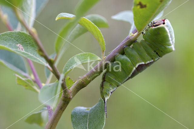 Hermelijnvlinder (Cerura vinula)