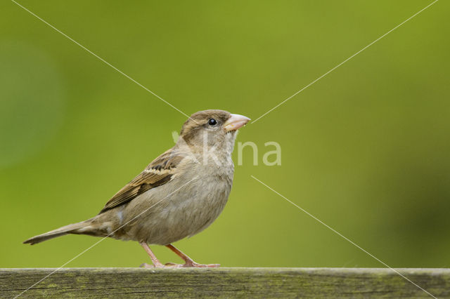 Huismus (Passer domesticus)