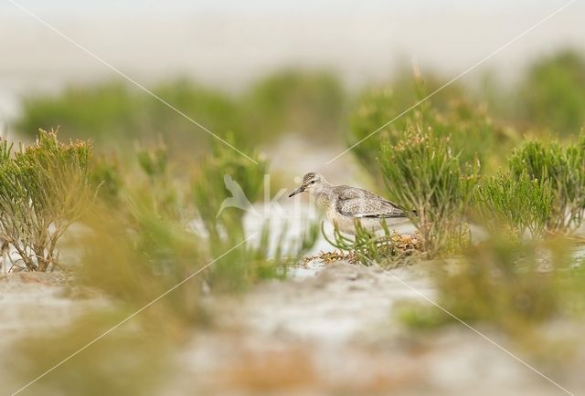 Kanoetstrandloper (Calidris canutus)