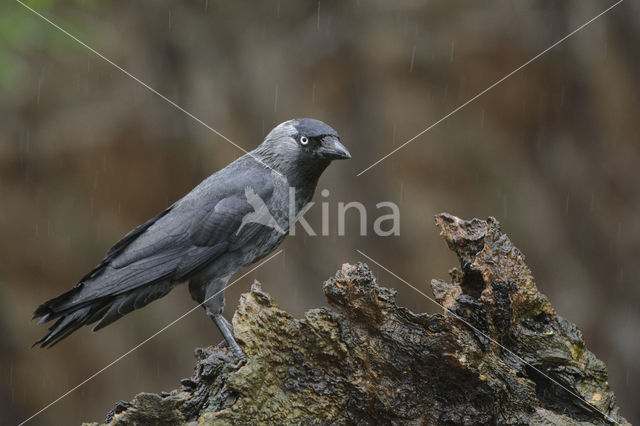 Eurasian Jackdaw (Corvus monedula)