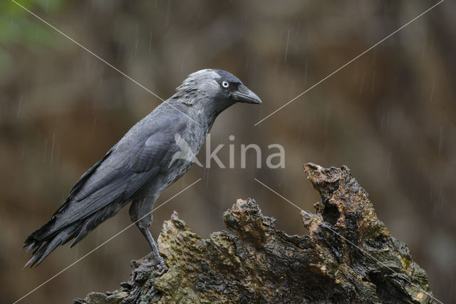 Eurasian Jackdaw (Corvus monedula)