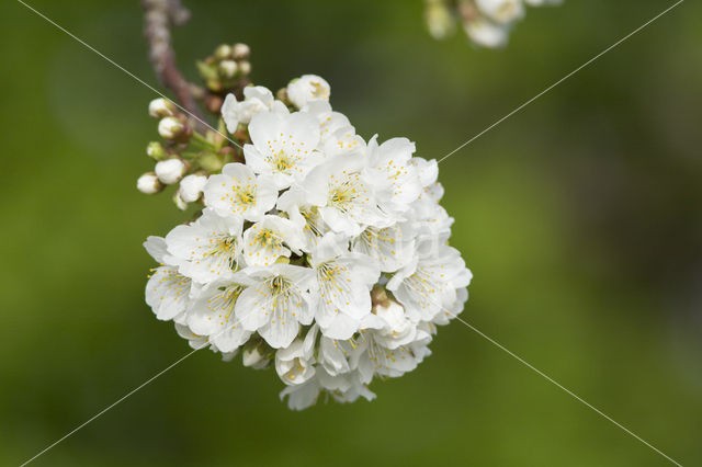 Cherry (Prunus spec)