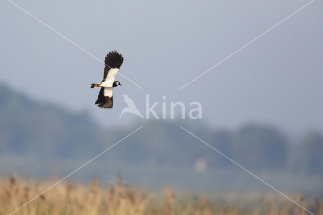 Lapwing (Vanellus vanellus)