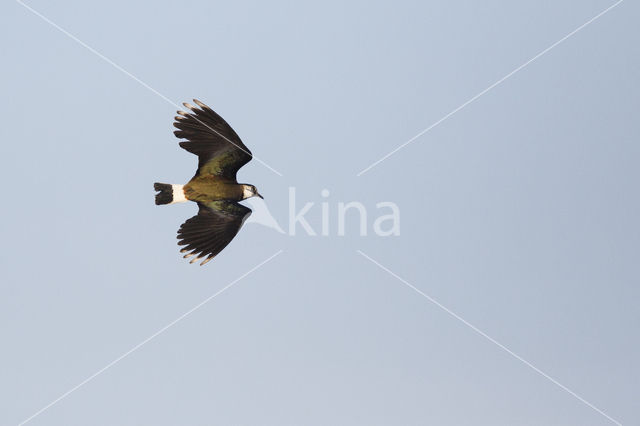 Kievit (Vanellus vanellus)