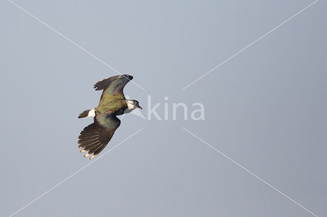 Lapwing (Vanellus vanellus)